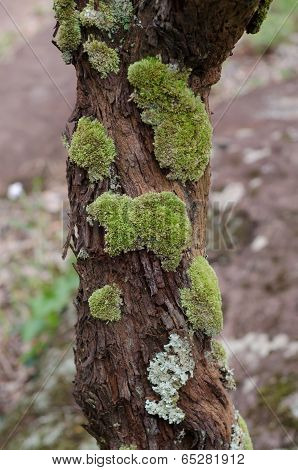 Moss Growing On Tree In Rain Forest, Thailand