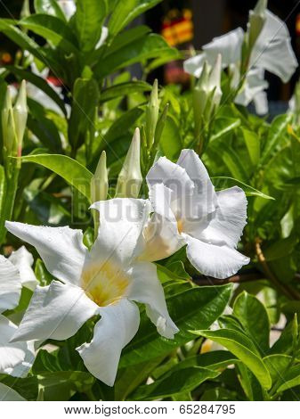 white Allamanda With Drops Of Rain