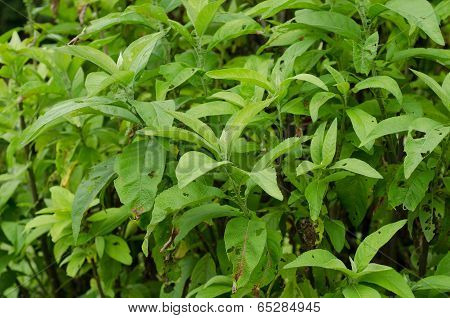 Ngai Camphor (the Herb Is Used To Extract Camphor)