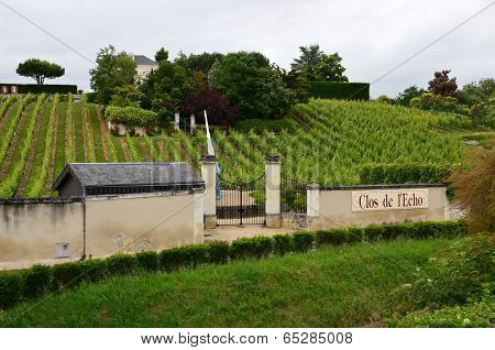 Vineyard in the famous wine making region - Loire Valley France