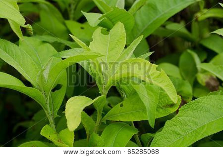 Ngai Camphor (the Herb Is Used To Extract Camphor)