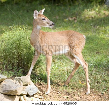 Haltungs-fawn