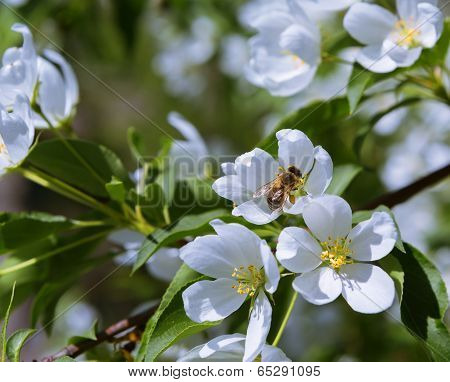 Bee And Apple