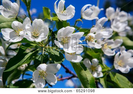 Apple Blossom