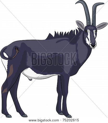 Vector Goat