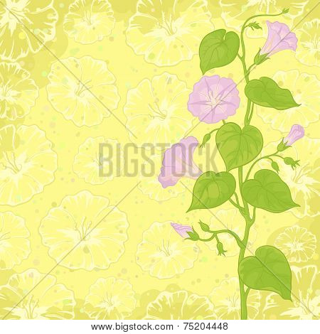 Background with flowers Ipomoea