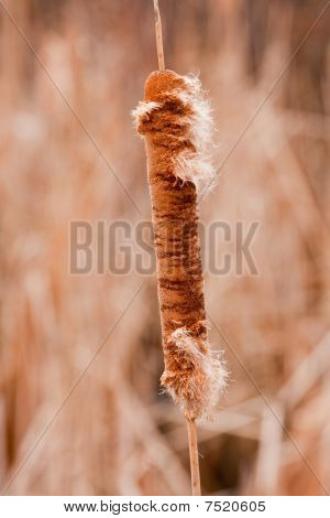 Rohrkolben im späten winter