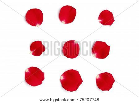 Red Rose Petals