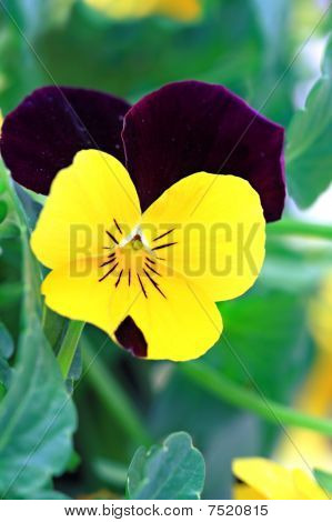 Pansy