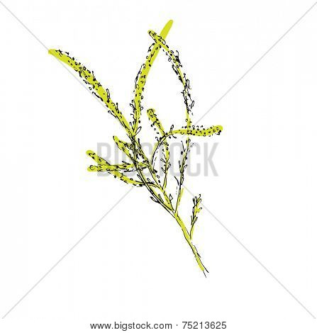 green branch of plant, vector illustration