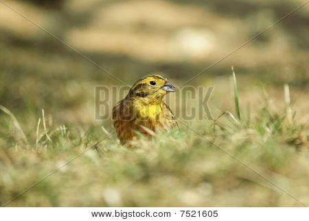 잔디에 yellowhammer