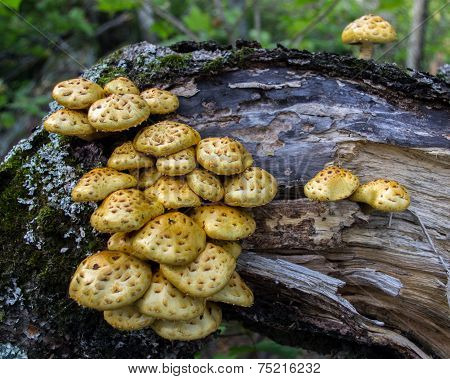 Mushrooms On A Log