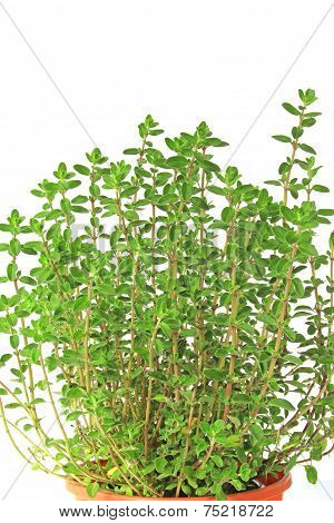 Marjoram (Origanum Majorana)