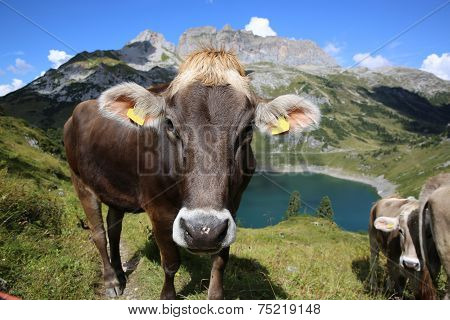 Cattle