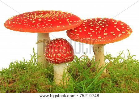 Fly Agaric Mushrooms (Amanita Muscaria)