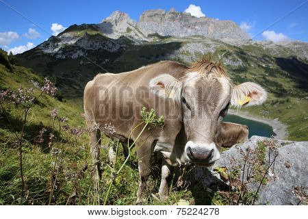 Cattle