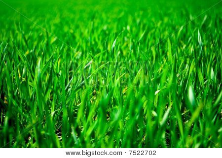 Hierba verde