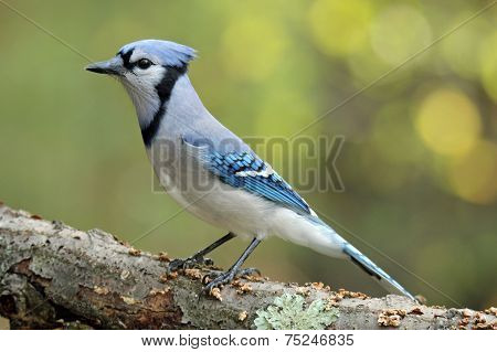 Perching Jay