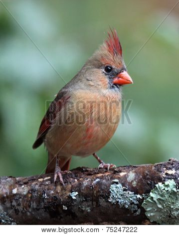 Perching Female Cardinal