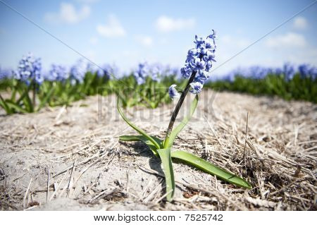 Hyacinth