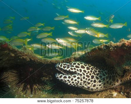 Honeycomb Moray Eel and Snapper fish