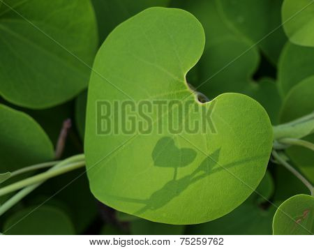 leaf of heart