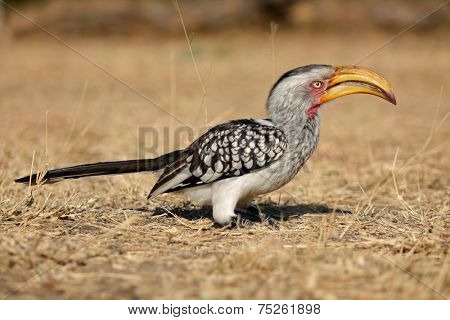 Yellow-billed hornbill (Tockus flavirostris) sitting on the ground, South Africa