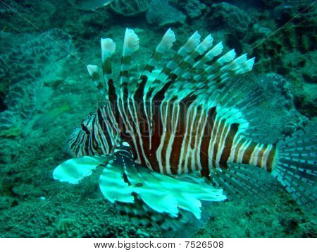 Pstra (Devil Firefish)