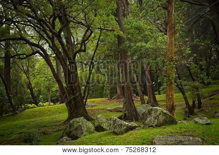 Botanical Garden Hakgala