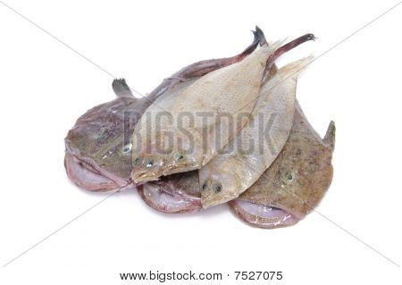 魚