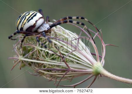 Argiope 스파이더