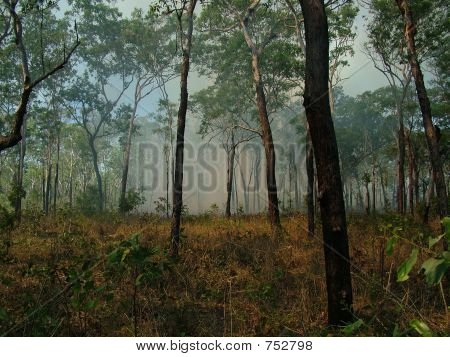 incêndio florestal