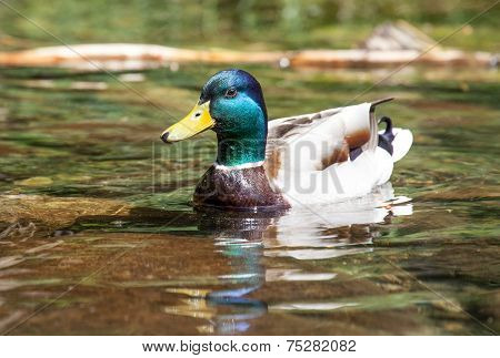 Wild Duck