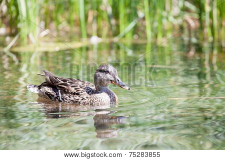 Wild Duck