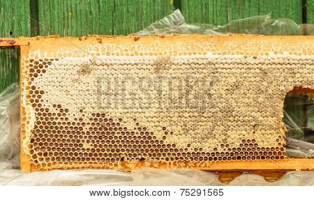Fresh Honey In Honeycomb