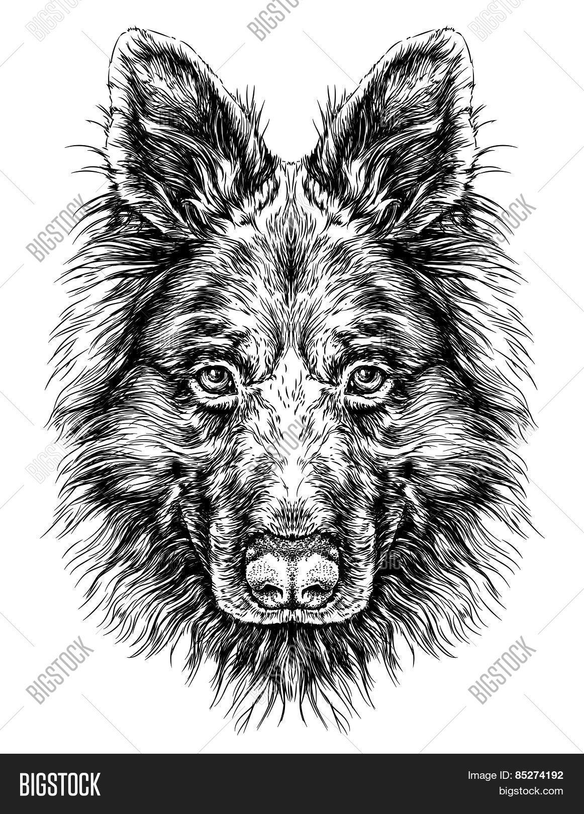 Sketch Dog Shepherd. Vector & Photo (Free Trial) | Bigstock