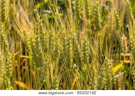 a corn field with barley ready for harvest. symbolic photo for agriculture and healthy eating.