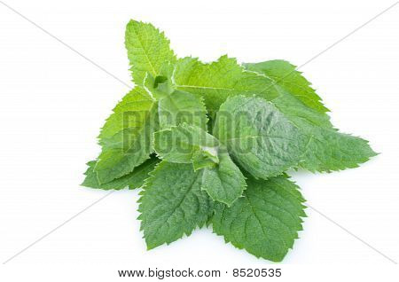 Čerstvý zelený Spearmint
