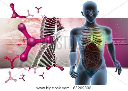human anatomy