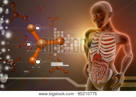 human anatomy