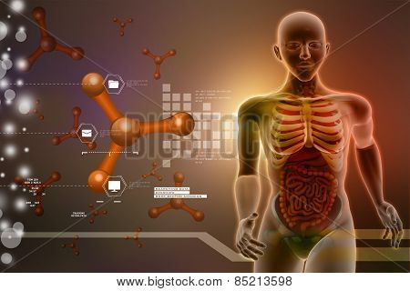 human anatomy