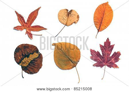 autumn collection
