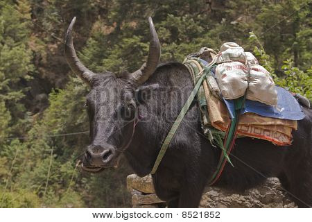 Yak tygge