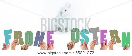 Hands holding up frohe ostern against white bunny facing camera