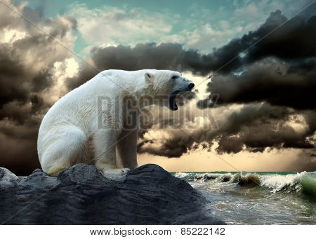 White Polar Bear Hunter on the Ice in water drops.