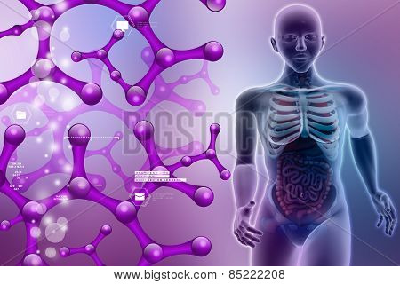 human anatomy