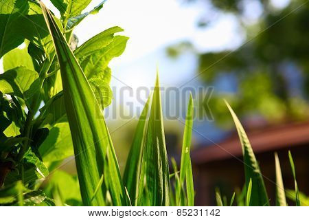green leaves and grass