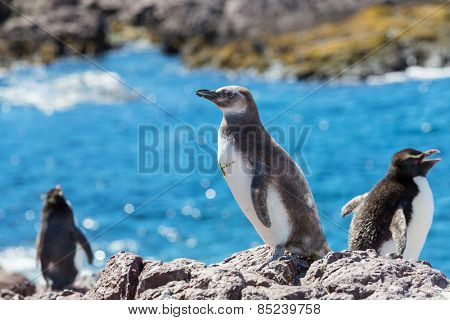 Magellanic Penguin (Spheniscus magellanicus) in Patagonia
