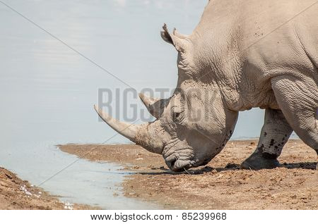 Rhinoceros  At Water