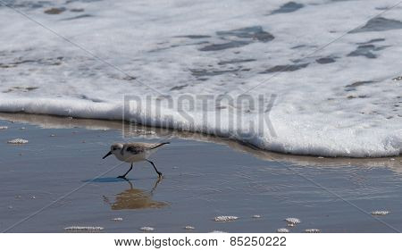 A sandpiper or sanderling running from the tide